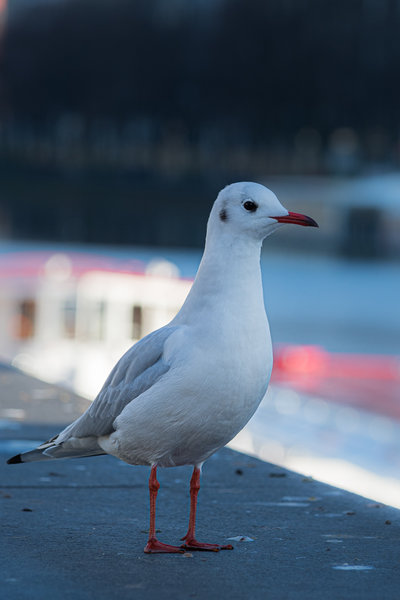 Hamburg Dezember 19_123.jpg