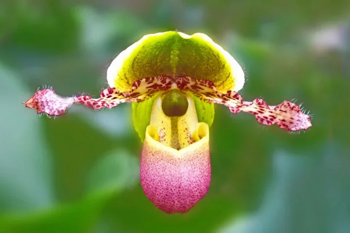 OrchideeFrauenschuhSL2LMac60FINENDVERSIONAUSKOVEFIN_720x480.webp OrchideeFrauenschuhSL2LMac60FINENDVERSIONAUSKOVEFIN_720x480.webp