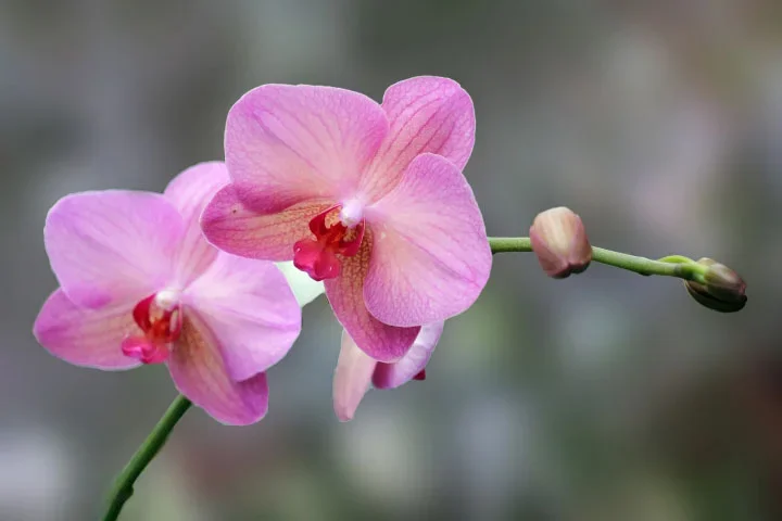 OrchideeLilaRispeHGWeichSL2LMacro60FINAUTOFINFINFIN_720x480.webp OrchideeLilaRispeHGWeichSL2LMacro60FINAUTOFINFINFIN_720x480.webp