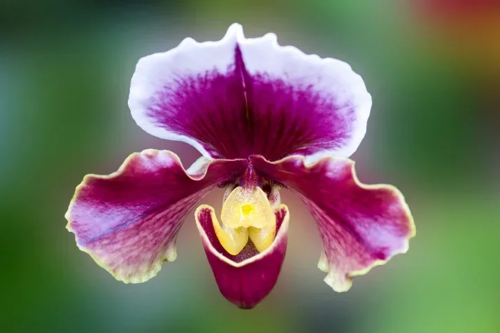 OrchideeFraenschuhLilaSL20MacFINFINFIN_720x480.webp