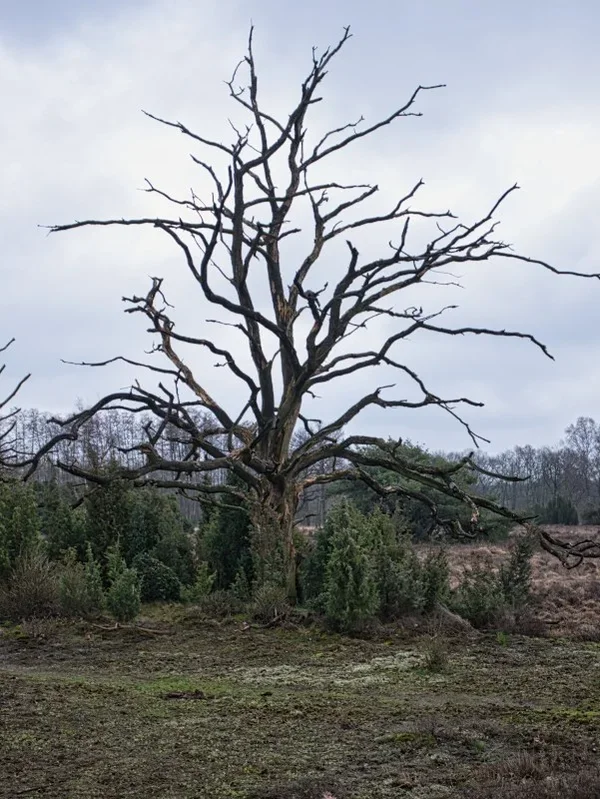 Buursersand-Baum.webp