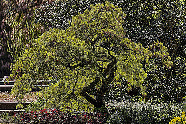 BigBonsaiSL90280FINFINFINTMPKUNSTEXTREMSCARFMRADHOCHFINDENOISE_720x480.jpg