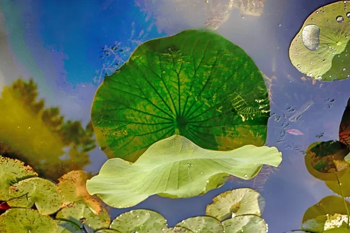 BlattmSpieglungimGegenichtSLMANBEFINENDVERSIONOPTIMAL_720x480.webp