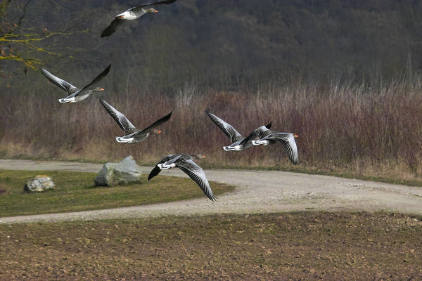 IMG12061-b.jpg