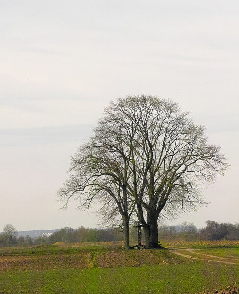 IMG12068-x.jpg