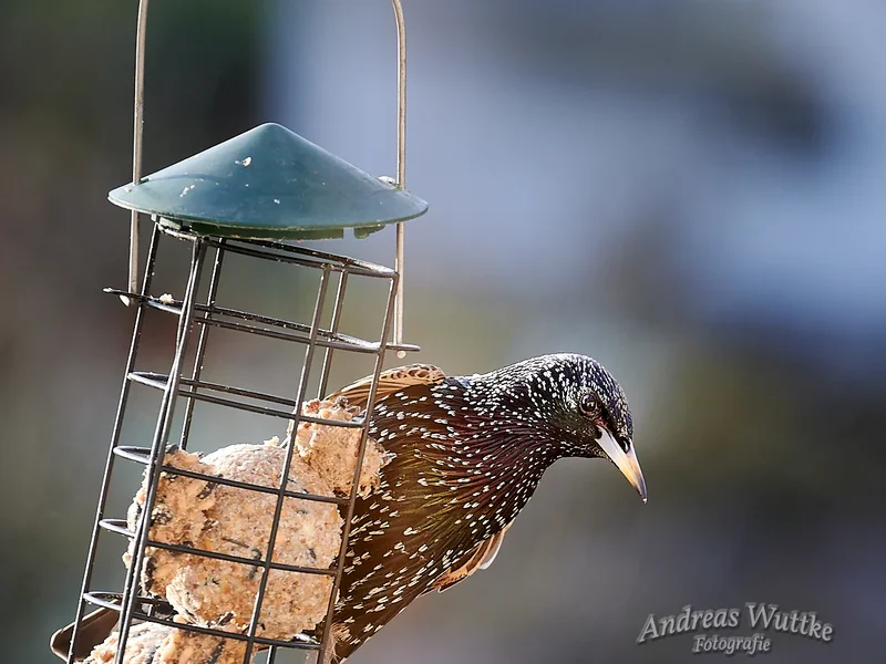 AZ6_2193_C1.webp