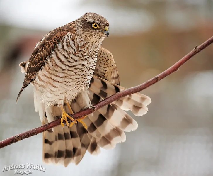 AZ6_2600_C1 1.webp