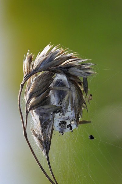 IMG12898-c.jpg