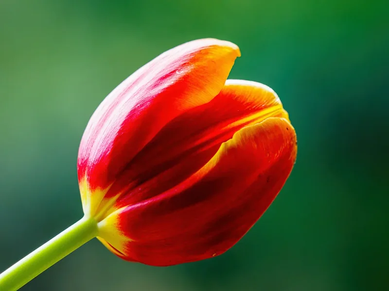 Schnittblumen 20_028.webp