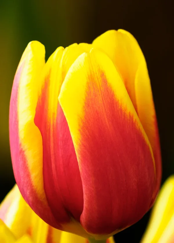 Schnittblumen 20_041.webp