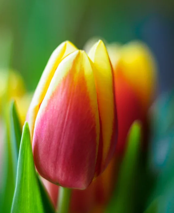 Schnittblumen 20_016_2.webp