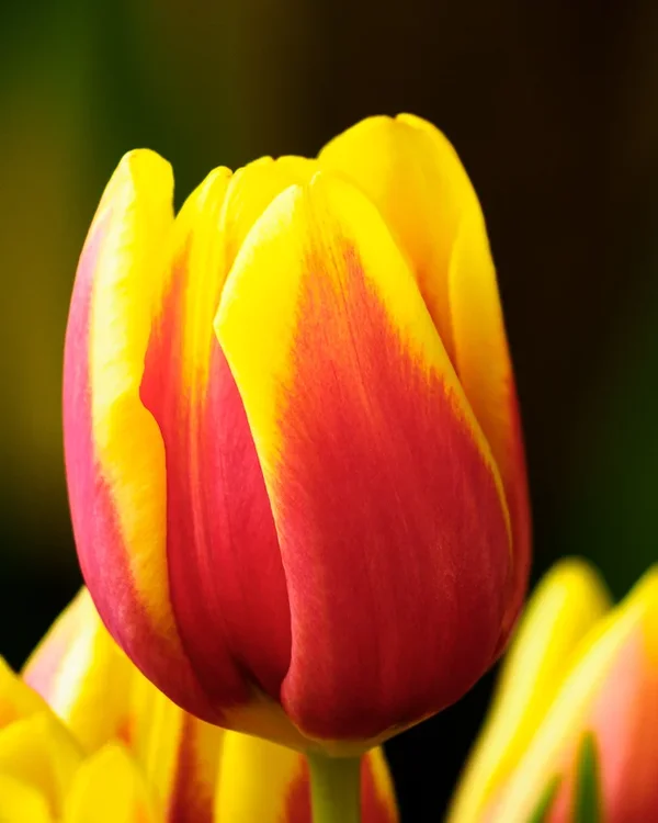 Schnittblumen 20_041_2.webp