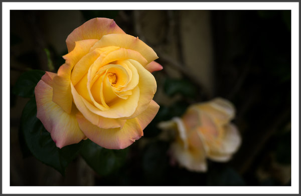 DSC_1880.jpg