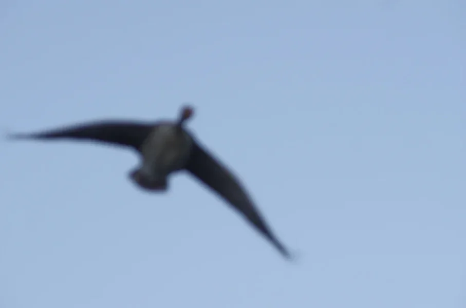 _IGP9500_DxO.webp