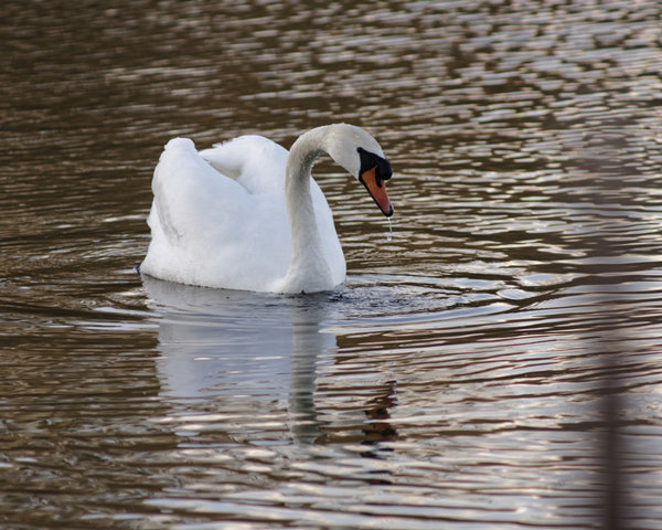 _IGP9408_DxO-1.jpg _IGP9408_DxO-1.jpg