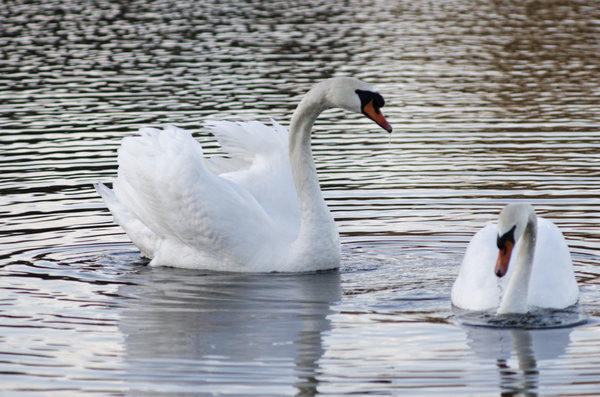 _IGP9422_DxO-1.jpg _IGP9422_DxO-1.jpg