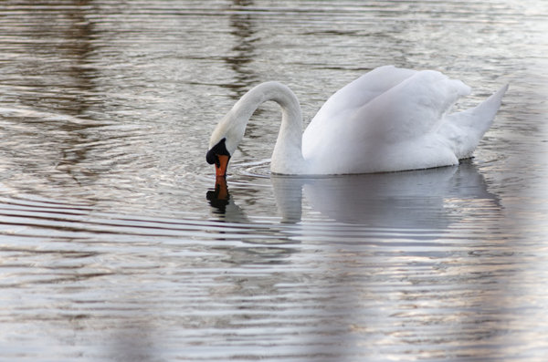 _IGP9434_DxO-1.jpg _IGP9434_DxO-1.jpg