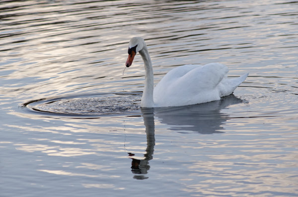 _IGP9449_DxO-1.jpg _IGP9449_DxO-1.jpg