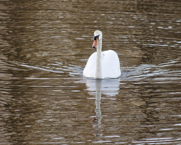 _IGP9470_DxO-1.jpg _IGP9470_DxO-1.jpg