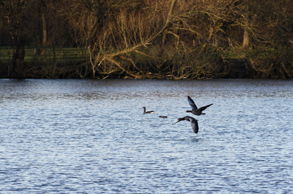 _IGP9484_DxO-1.jpg _IGP9484_DxO-1.jpg