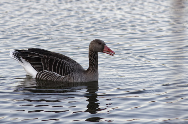 _IGP9519_DxO-1.jpg _IGP9519_DxO-1.jpg