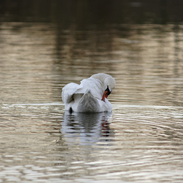 _IGP9530_DxO-1.jpg _IGP9530_DxO-1.jpg