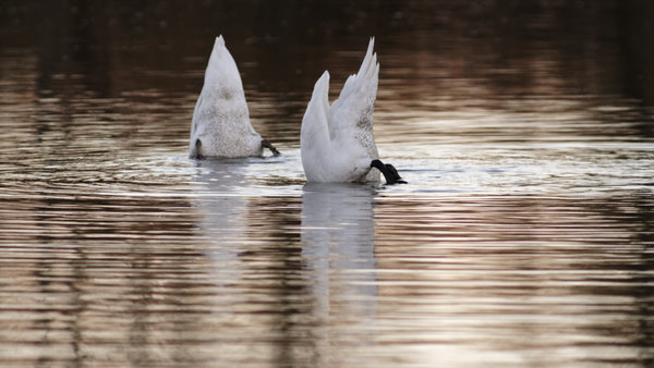 _IGP9552_DxO-1.jpg _IGP9552_DxO-1.jpg