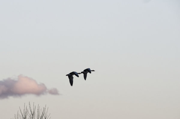 _IGP9562_DxO.jpg _IGP9562_DxO.jpg