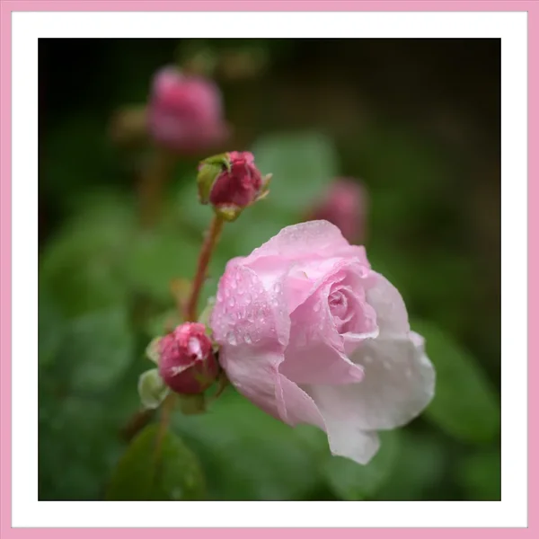 Rose-2.webp