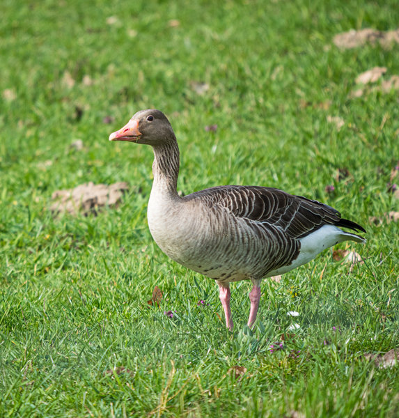 Bislich 20_098.jpg