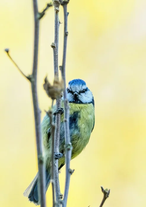 Vögel 20_567.webp