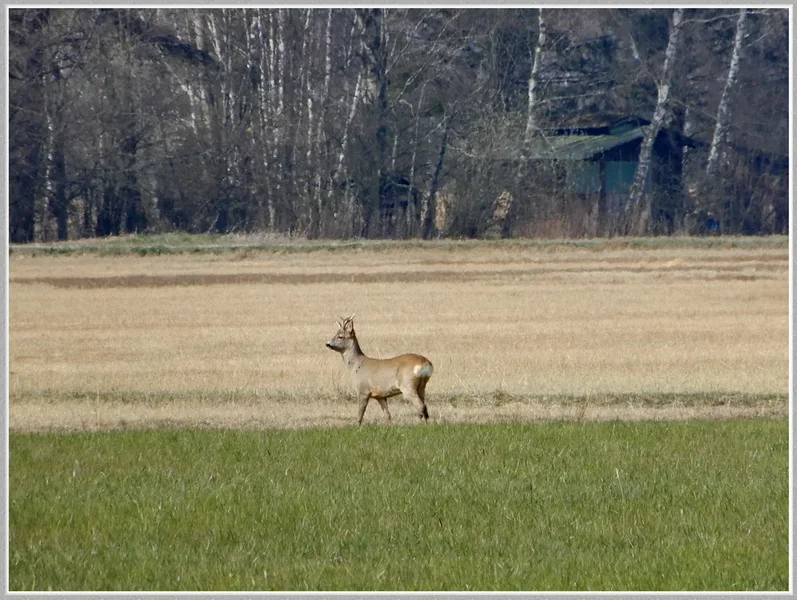 DSCN8383 bearbeitet klein.webp