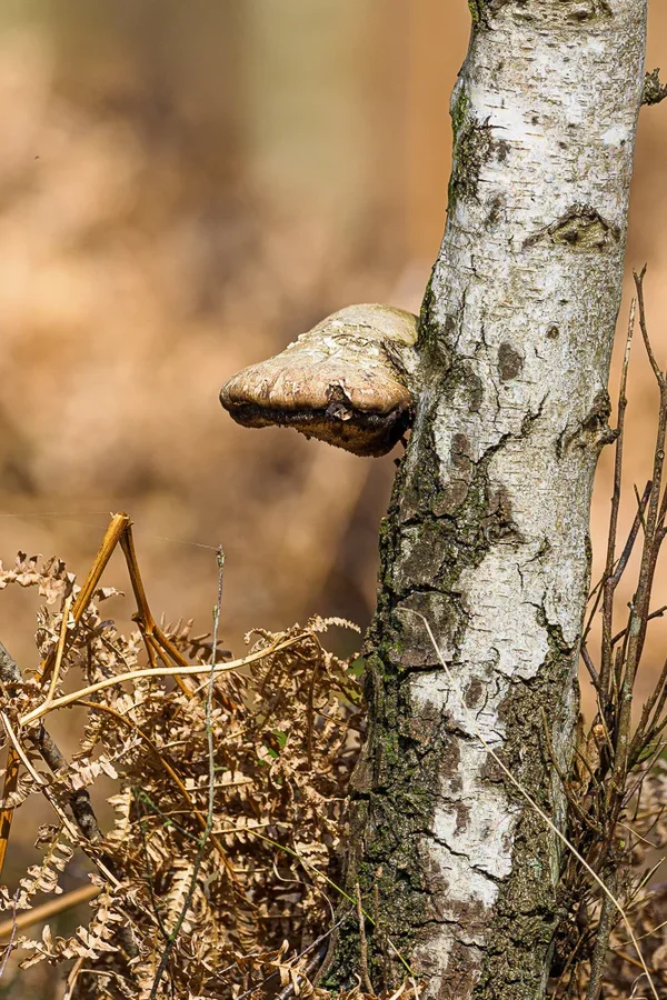 Brachter Wald 2020_033.webp