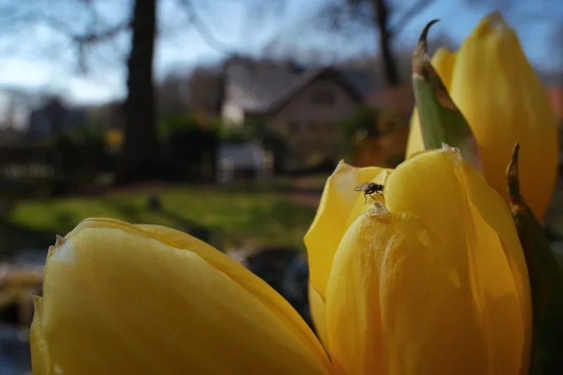 Fliege_auf_Tulpe-1_CI.webp