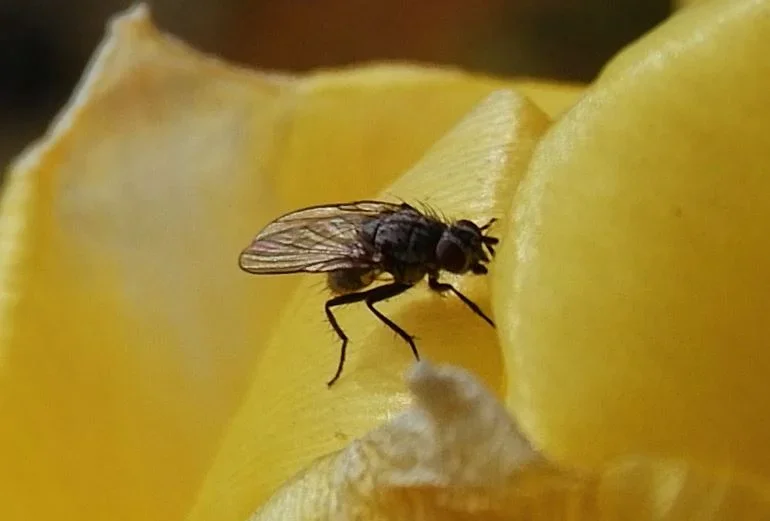Fliege_auf_Tulpe-1_CI-100.webp