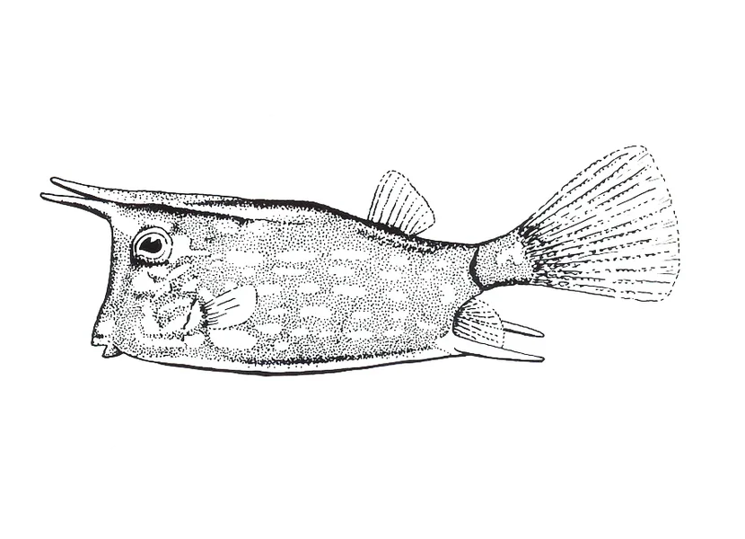 Kofferfisch.jpg