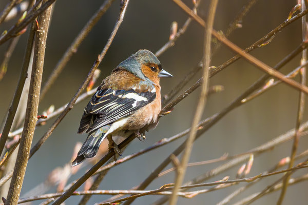 Vögel 2020_789.jpg Vögel 2020_789.jpg