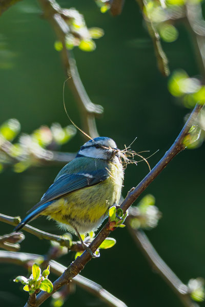 Vögel 2020_795.jpg Vögel 2020_795.jpg