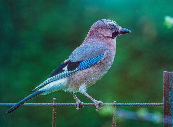 Vögel 2020_880.jpg Vögel 2020_880.jpg