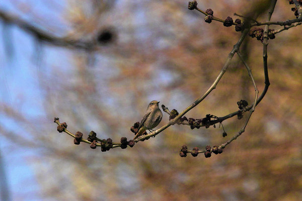 IMG13200-c.jpg