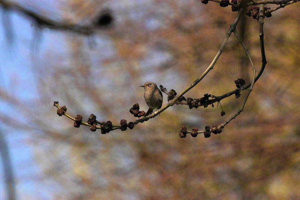 IMG13201-b.jpg