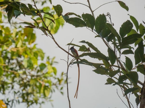 SL20fohaP2174932.jpg