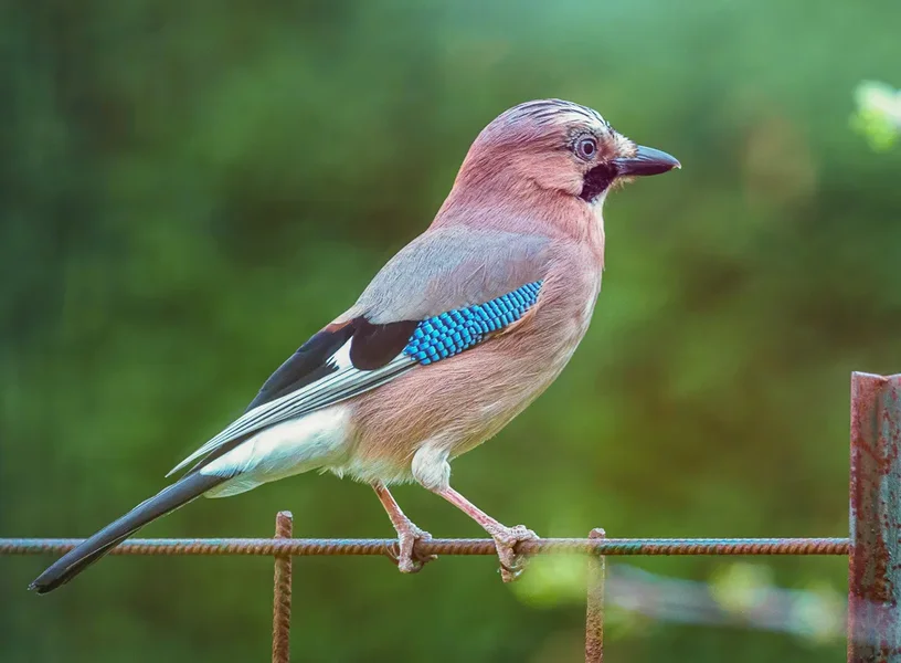 Vögel 2020_880_2.webp