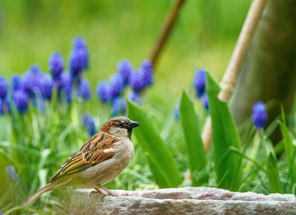 Vögel 2020_779.jpg Vögel 2020_779.jpg