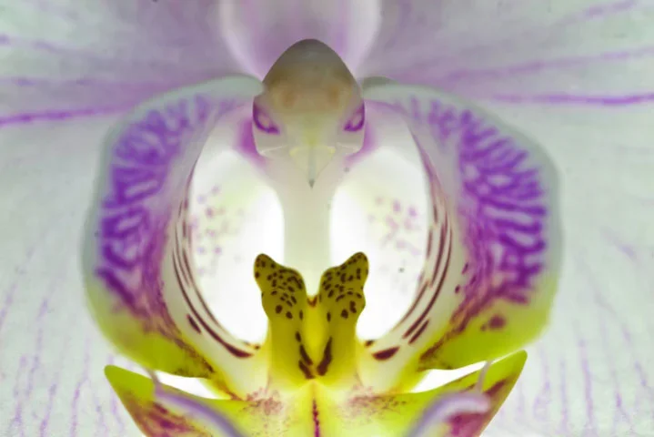 WOrhcideeMACROZENTRUMSL2MPE5FINKOVEFIN_719x480.webp