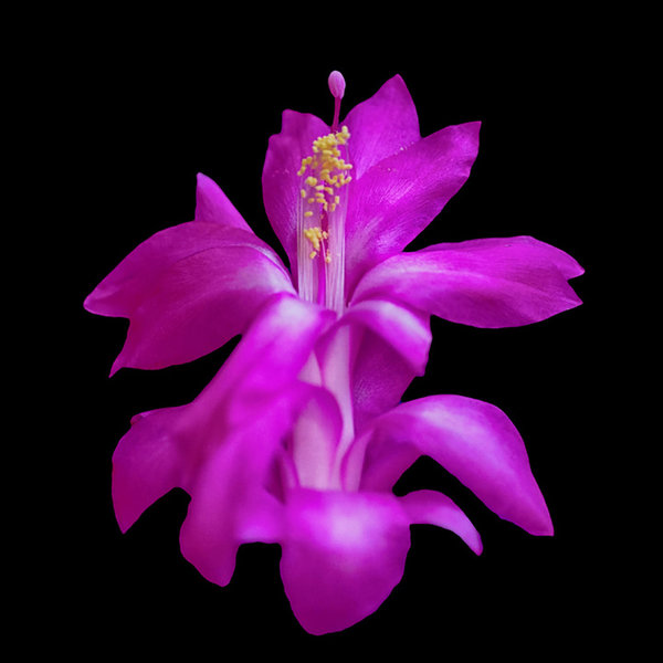 WKaktusQeraufSchwarzSL2LMacro60mmFINTMPENDVERSIONQUADRAT.jpg