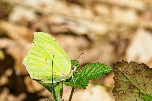 Fliegerhorst Venlo 2020_025.jpg Fliegerhorst Venlo 2020_025.jpg