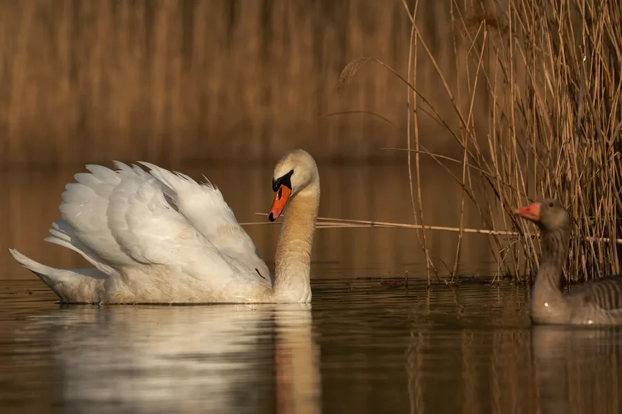 2020-04-10_SCHWAN__DSF2457.webp