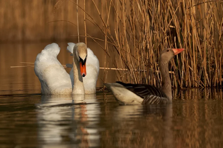 2020-04-10_SCHWAN__DSF2447.webp