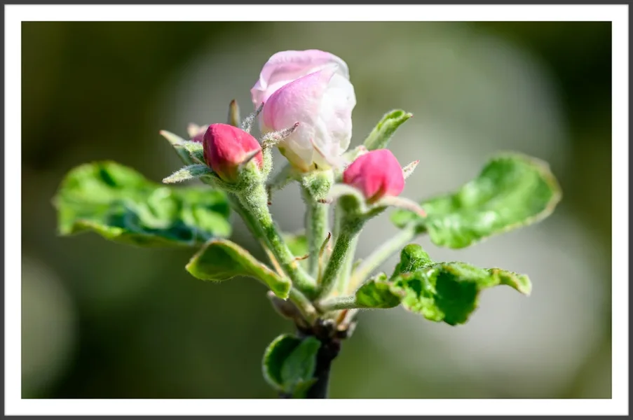 DSC_2917.webp